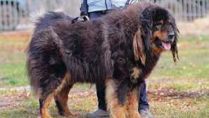 Mongol shepherd pes banghar: pôvod a charakter psa